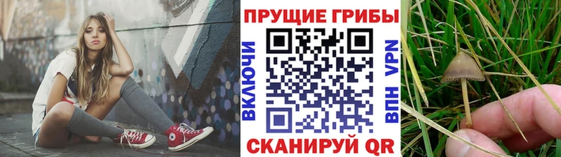 цена   Велиж  Псилоцибиновые грибы GOLDEN TEACHER 